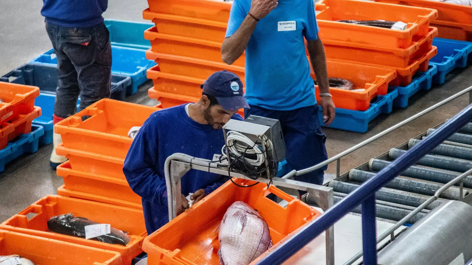 Workers sorting fresh fish in orange crates along a conveyor next to a weighing station